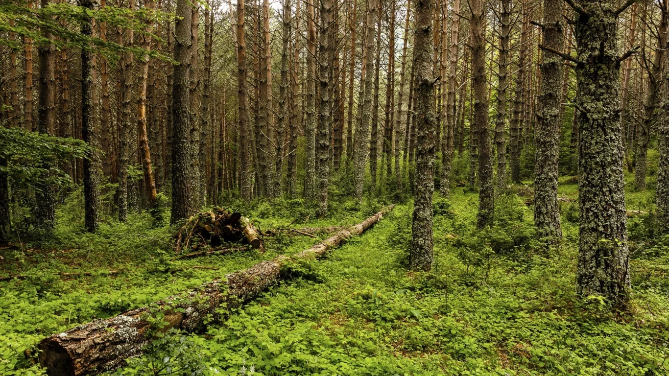 пейзаж, природа, красота
