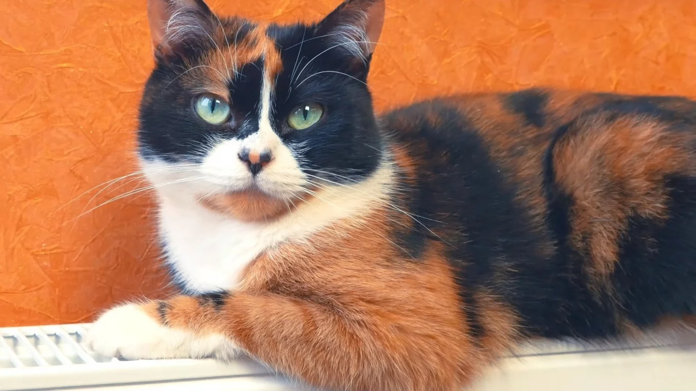 кот, взгляд, животное