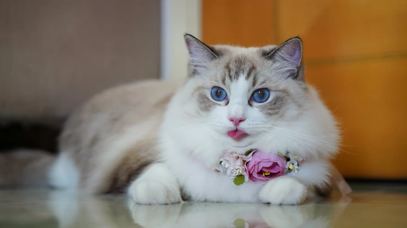 кошка, животные, взгляд