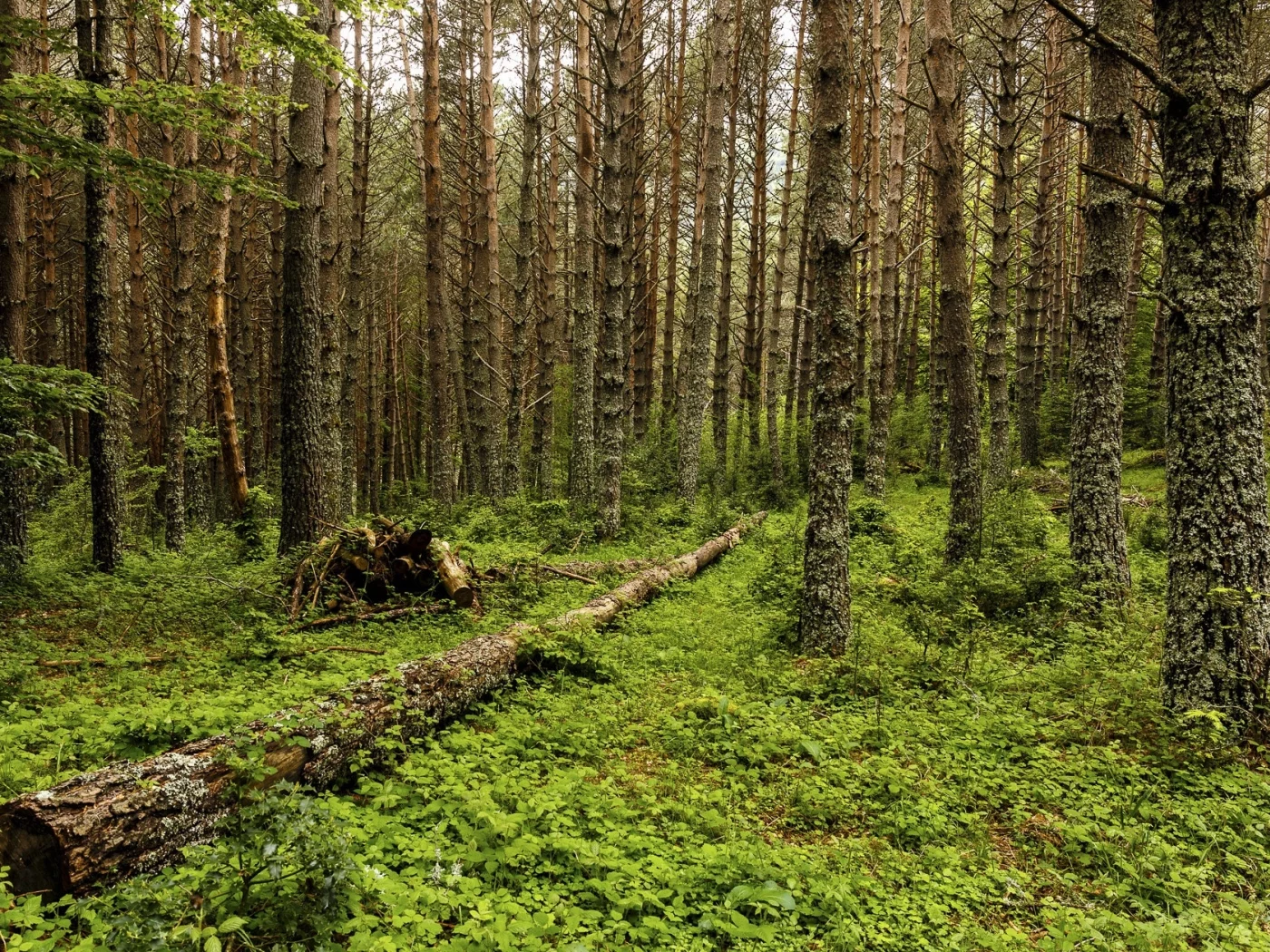 пейзаж, природа, красота