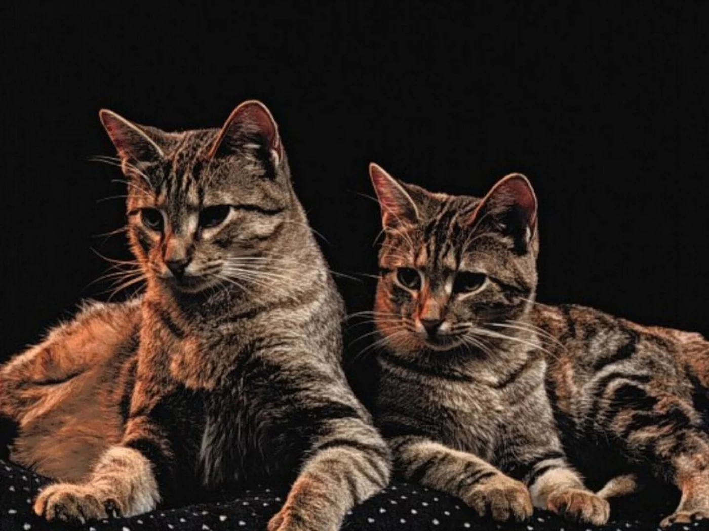 коты, животные