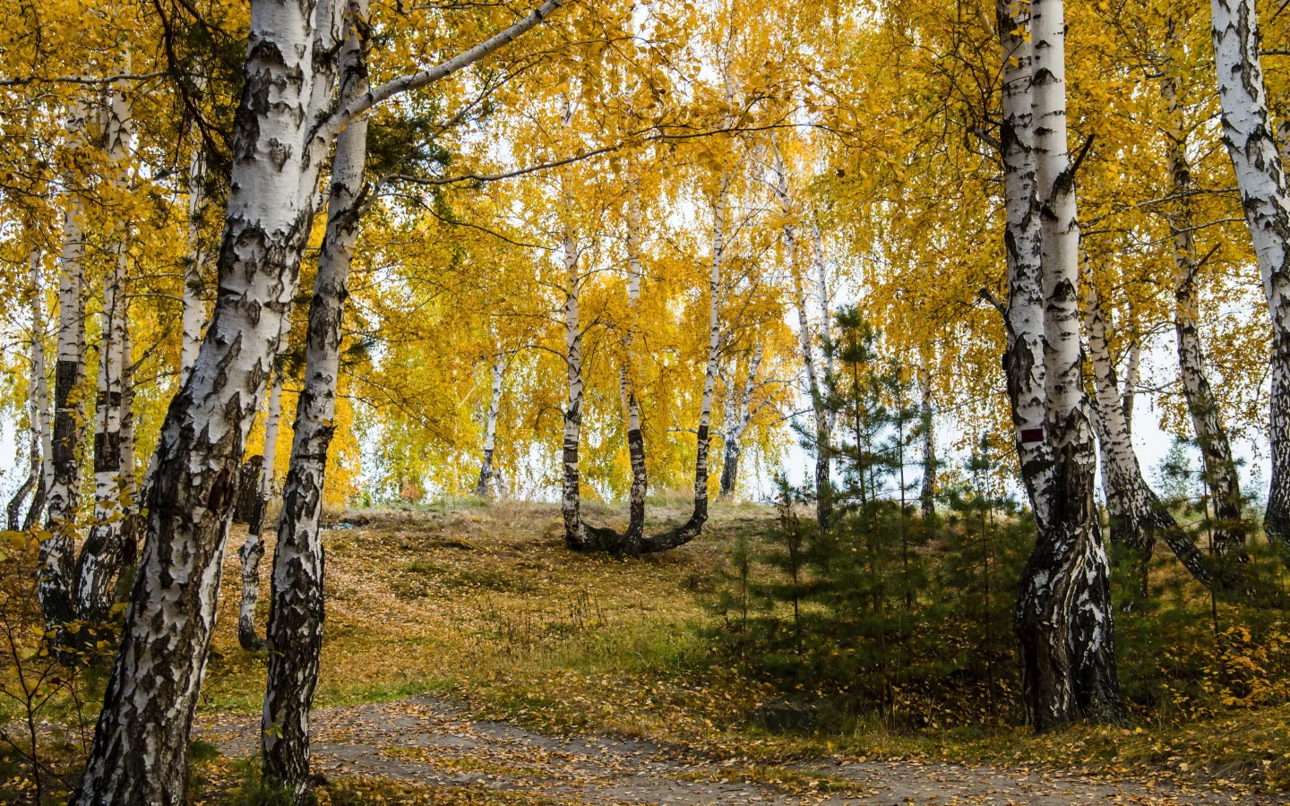 берёзы, листья, осень