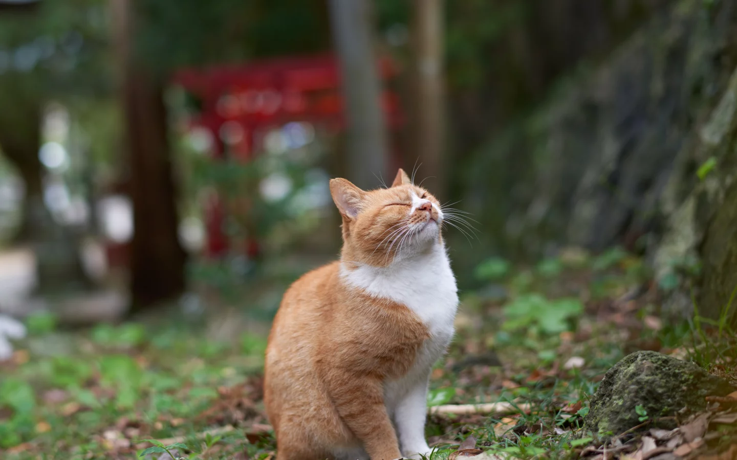 кошка, животные, взгляд, уши