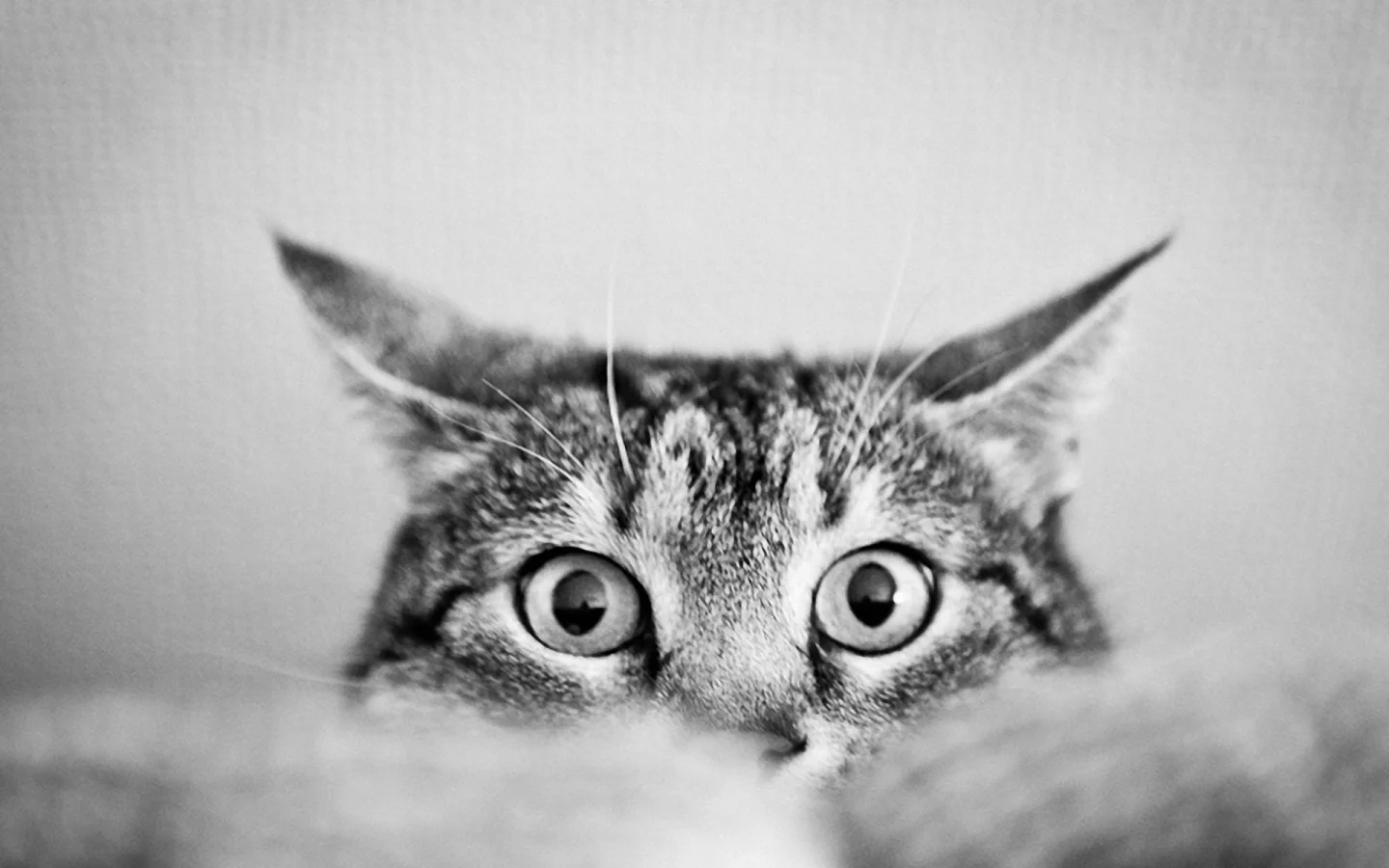 кот, глаза