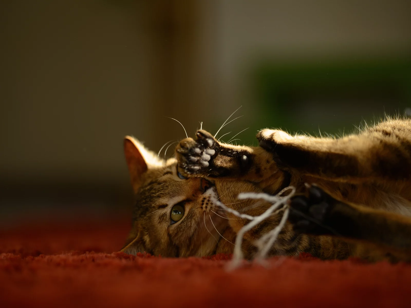 котёнок, играет