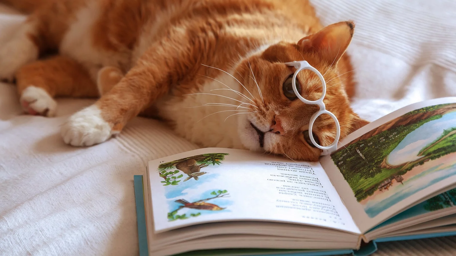 кот, книга