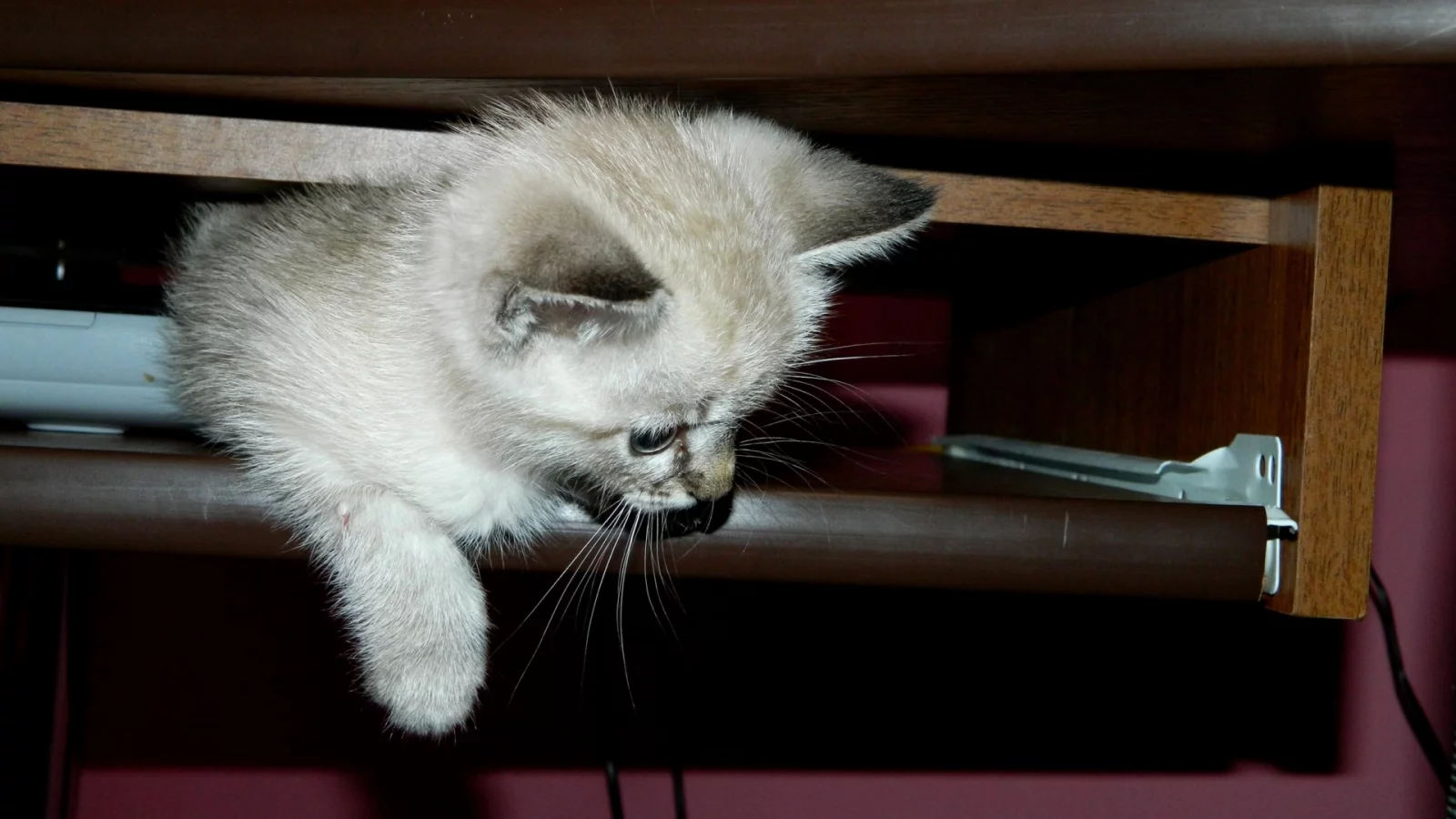 котёнок, маленький, сиамский