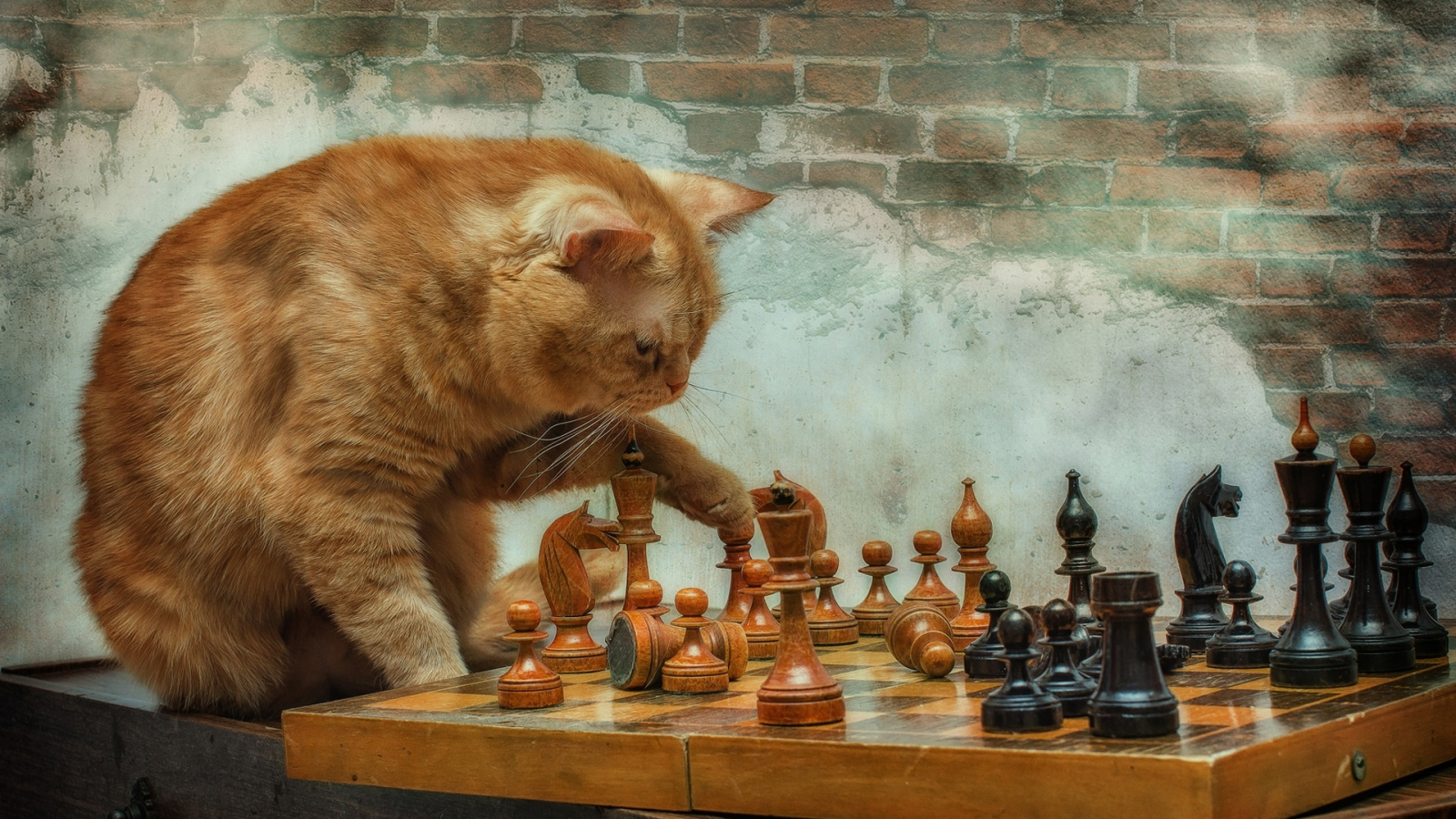 кот, шахматы