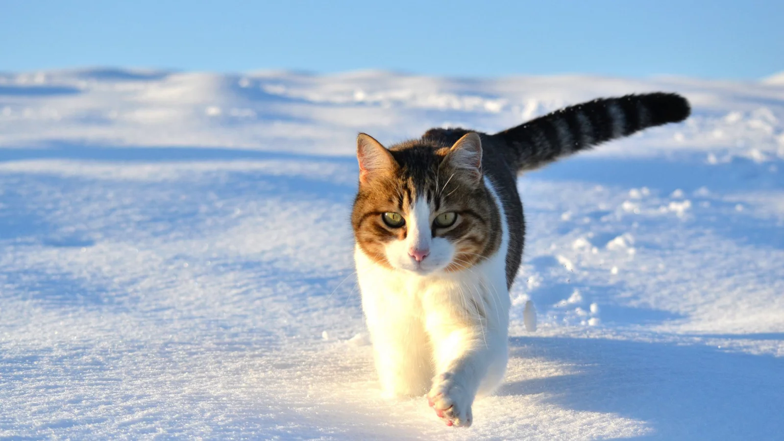 кот, снег, зима