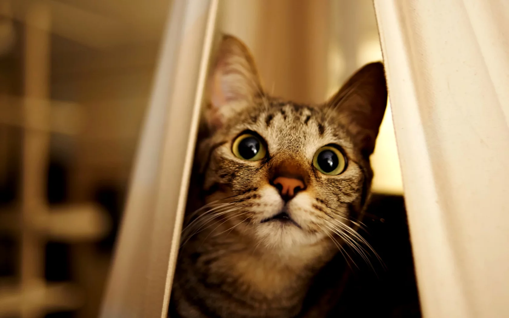 кот, взгляд