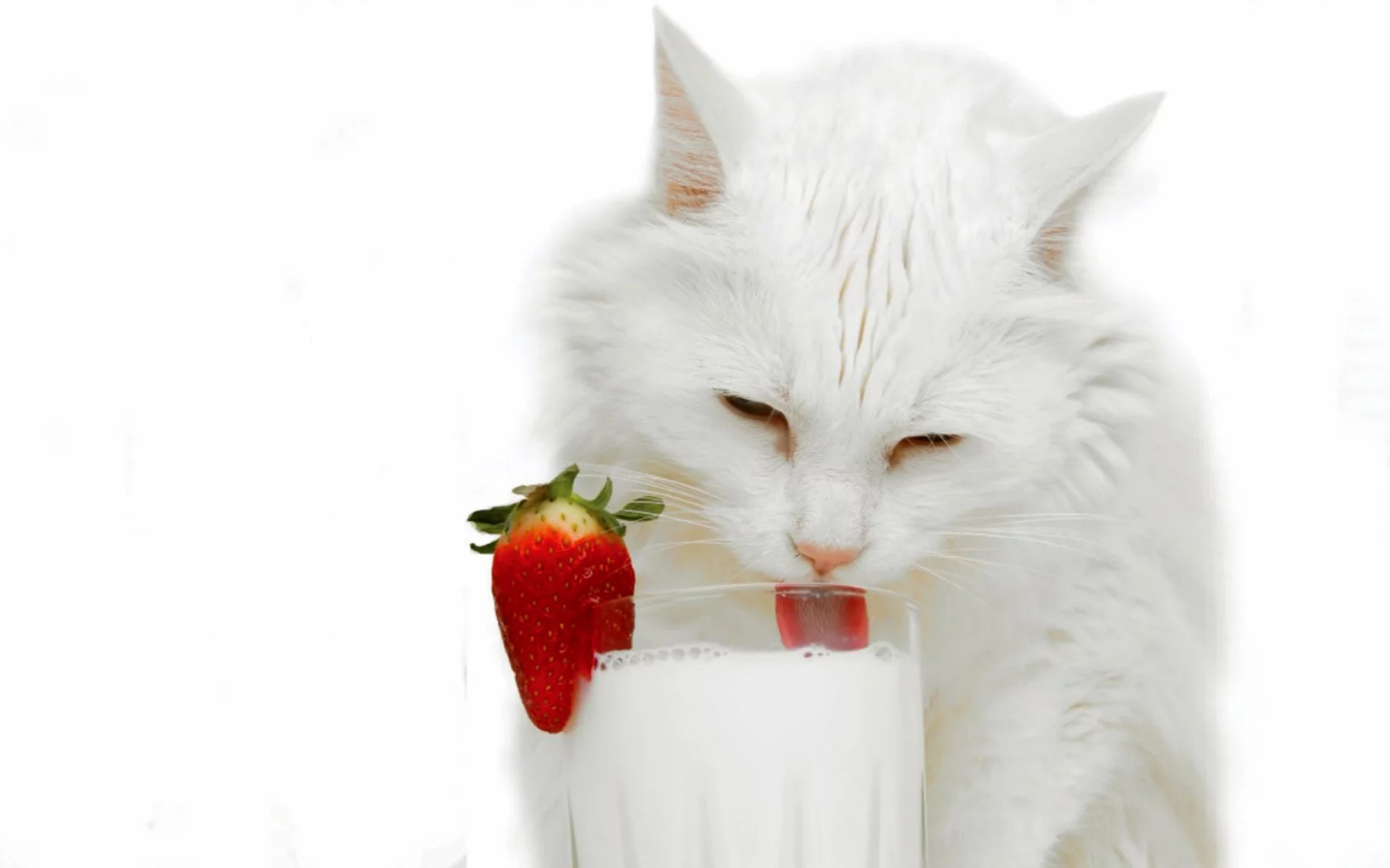 кошка, пьёт молоко