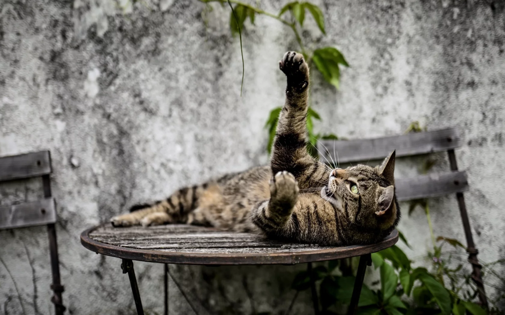 кошка, животные, лапа