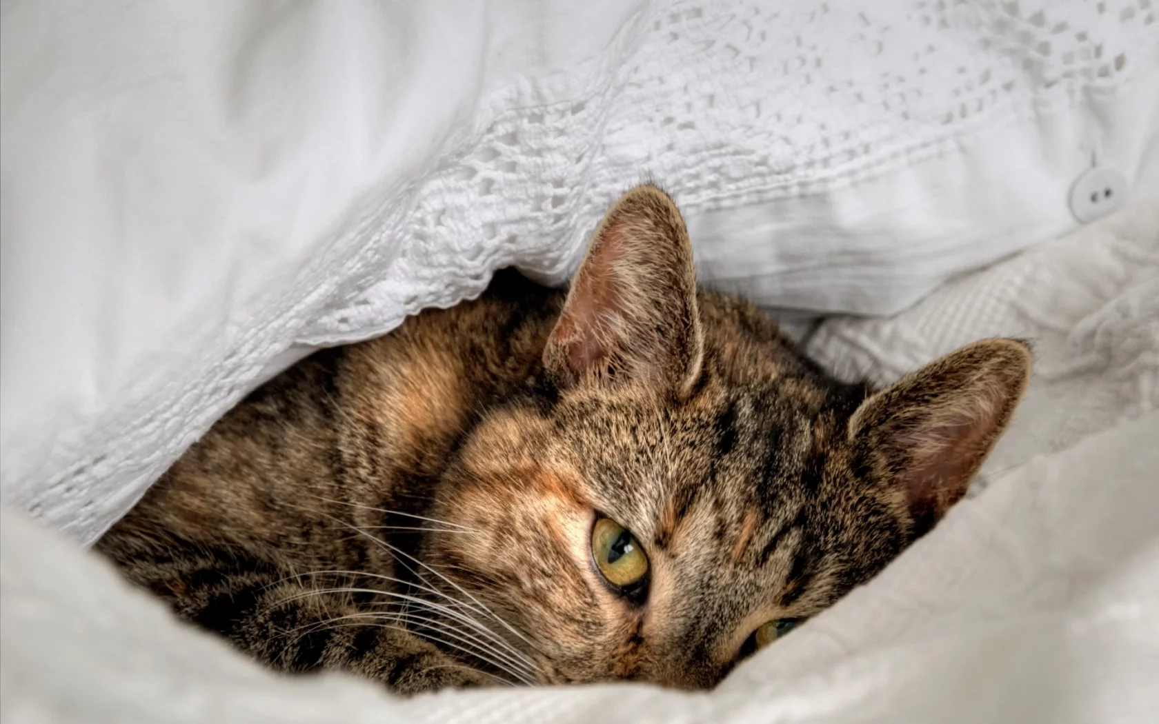 кошка, животные, взгляд