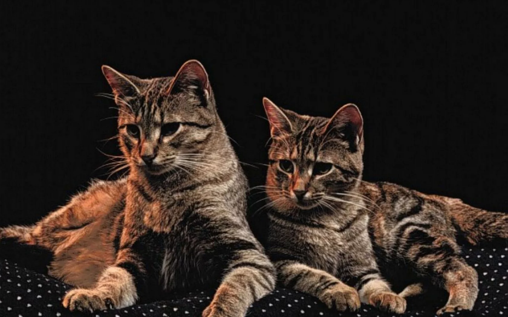 коты, животные