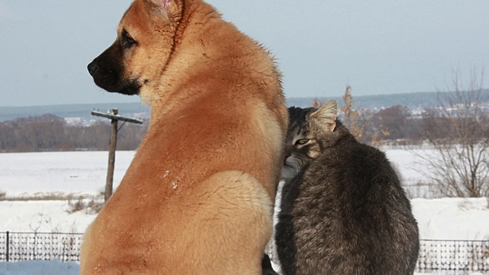 собака, кот, снег