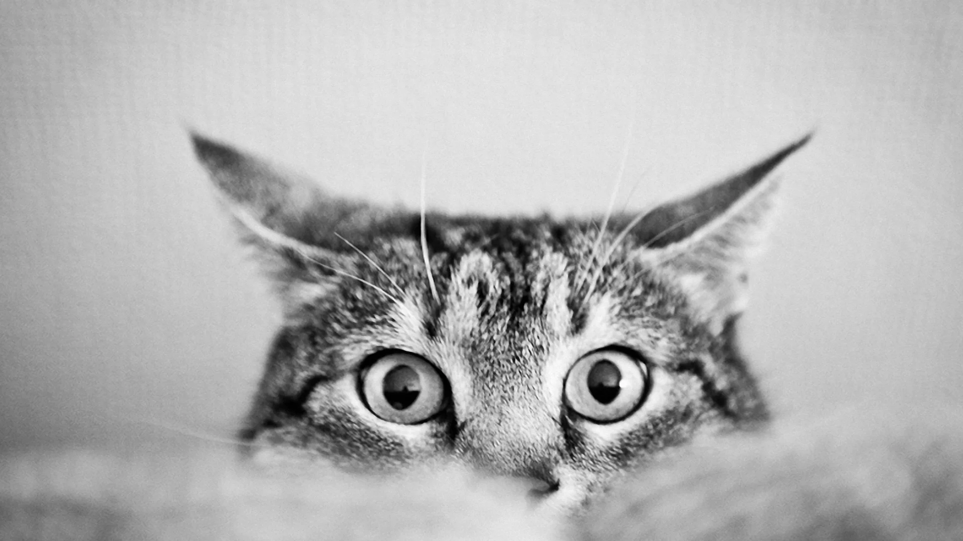 кот, глаза