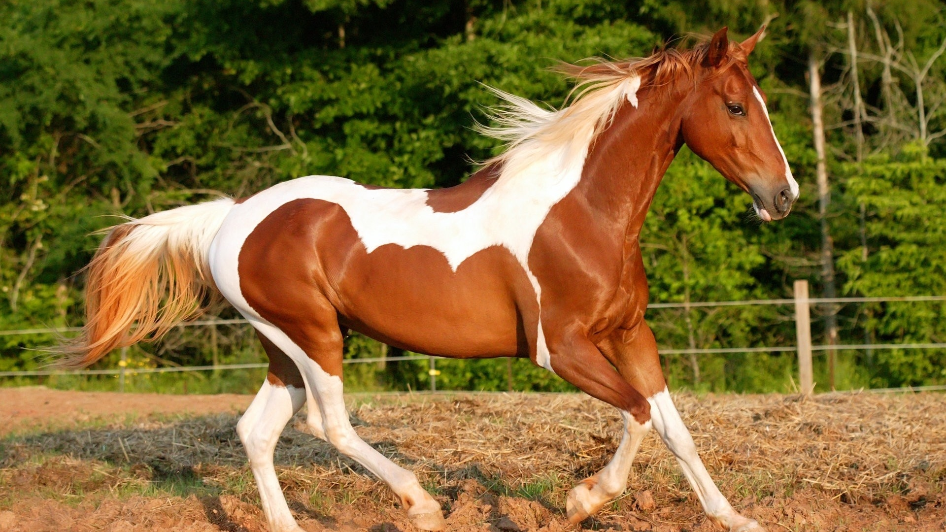 лошадь, животное