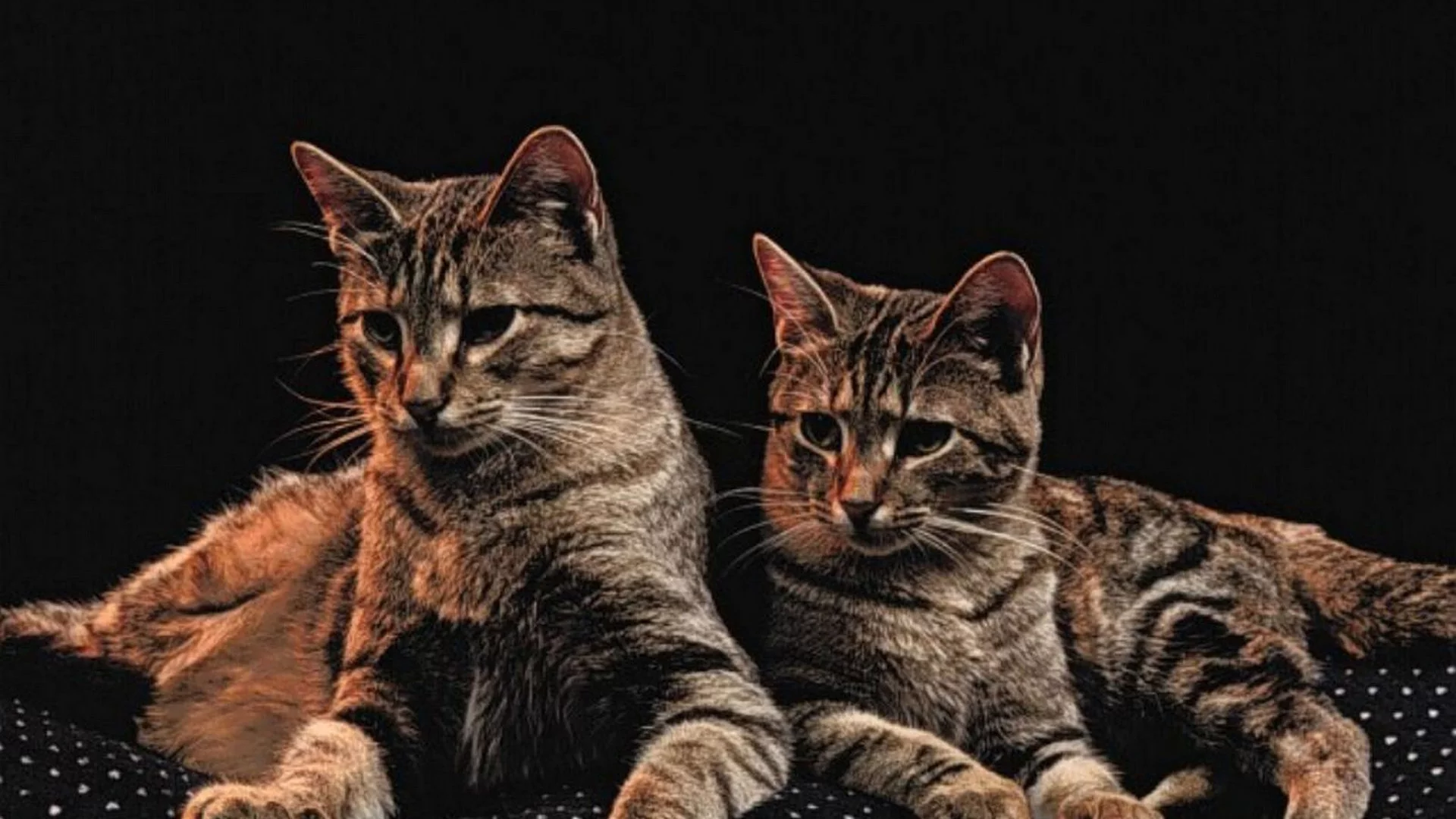коты, животные