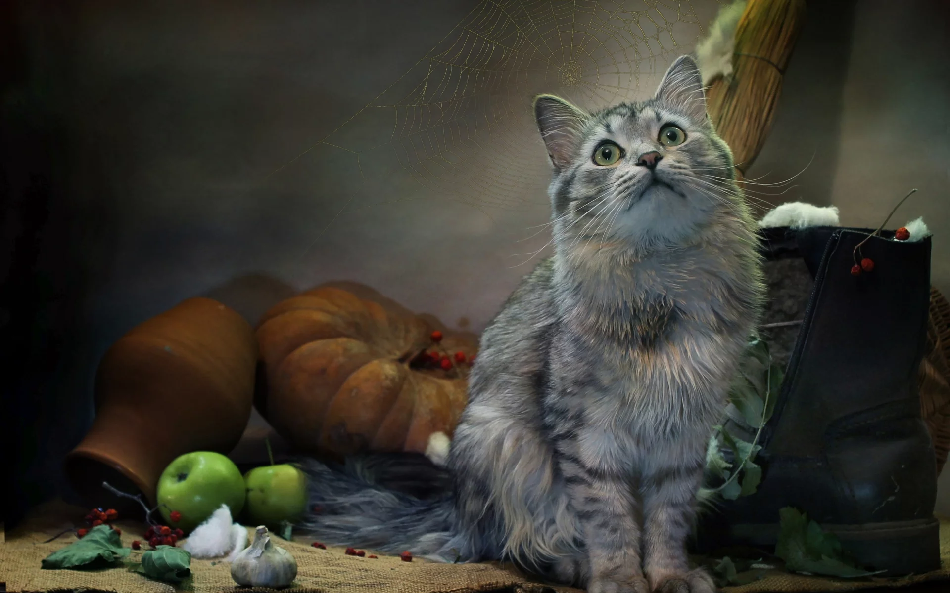 кошка, животные, взгляд, яблоки