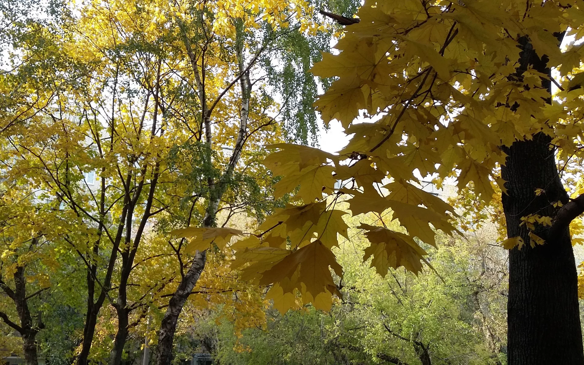 осень, октябрь, деревья