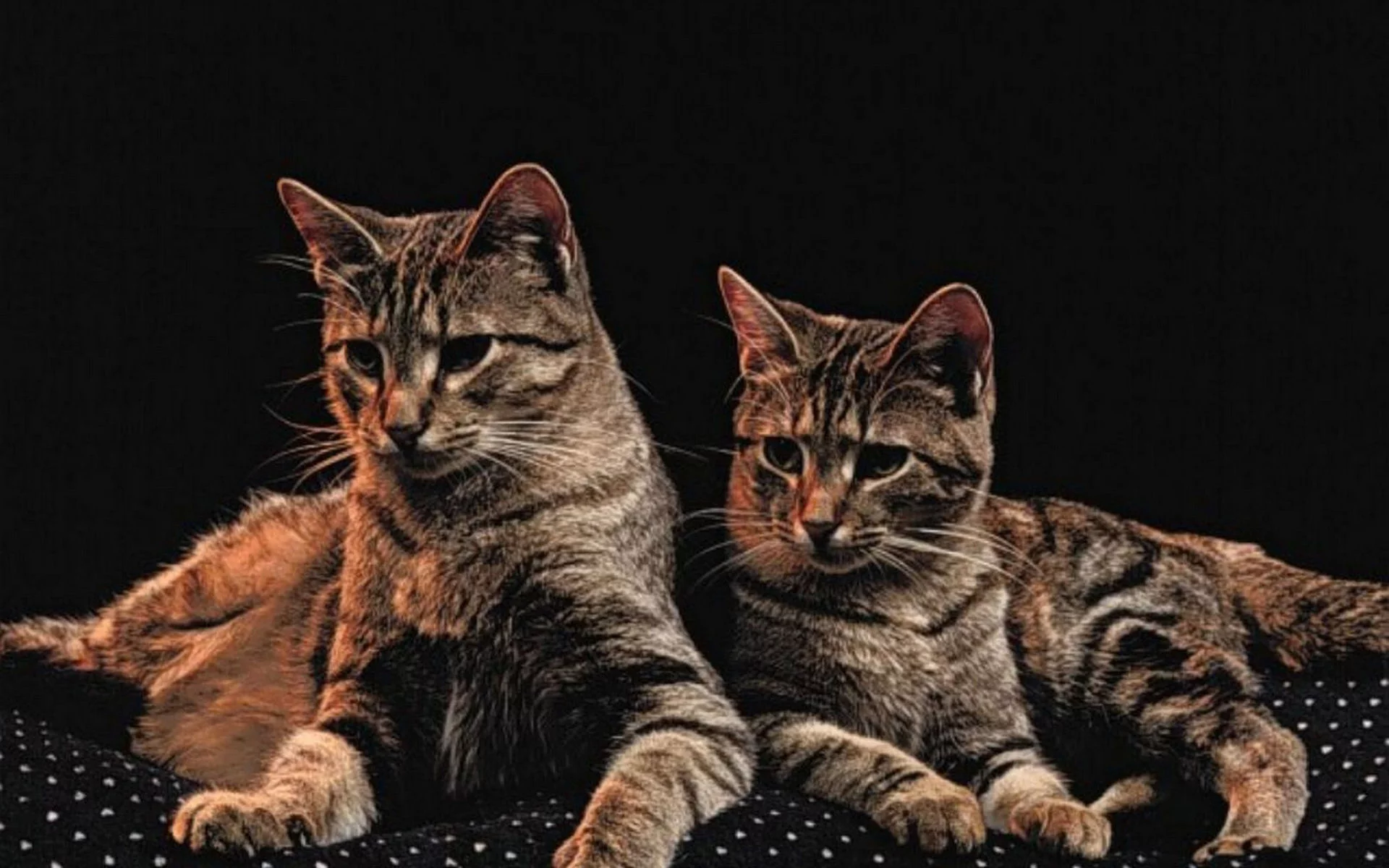 коты, животные