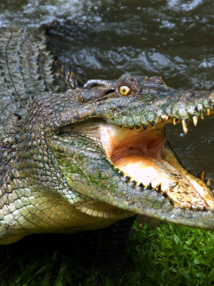 крокодил, пасть, зубы