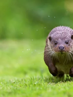 выдра, животные, взгляд