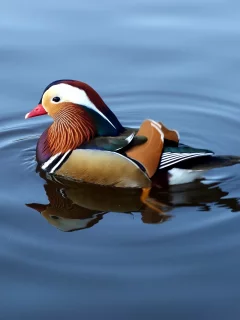 озеро, утка, вода, мандаринка