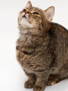 кошка, взгляд, животное