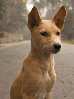 собака, взгляд