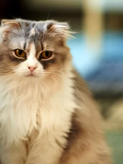 кошка, взгляд