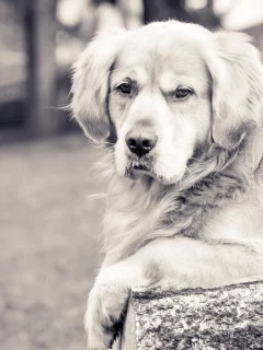 собака, животное