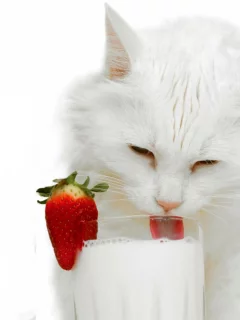 кошка, пьёт молоко