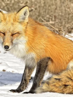 лиса, животное