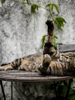 кошка, животные, лапа