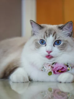 кошка, животные, взгляд