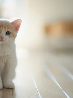 котёнок, маленький, взгляд