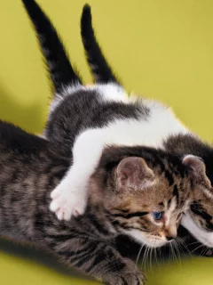 котята, маленькие, друзья