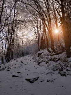 снег, горы, лес