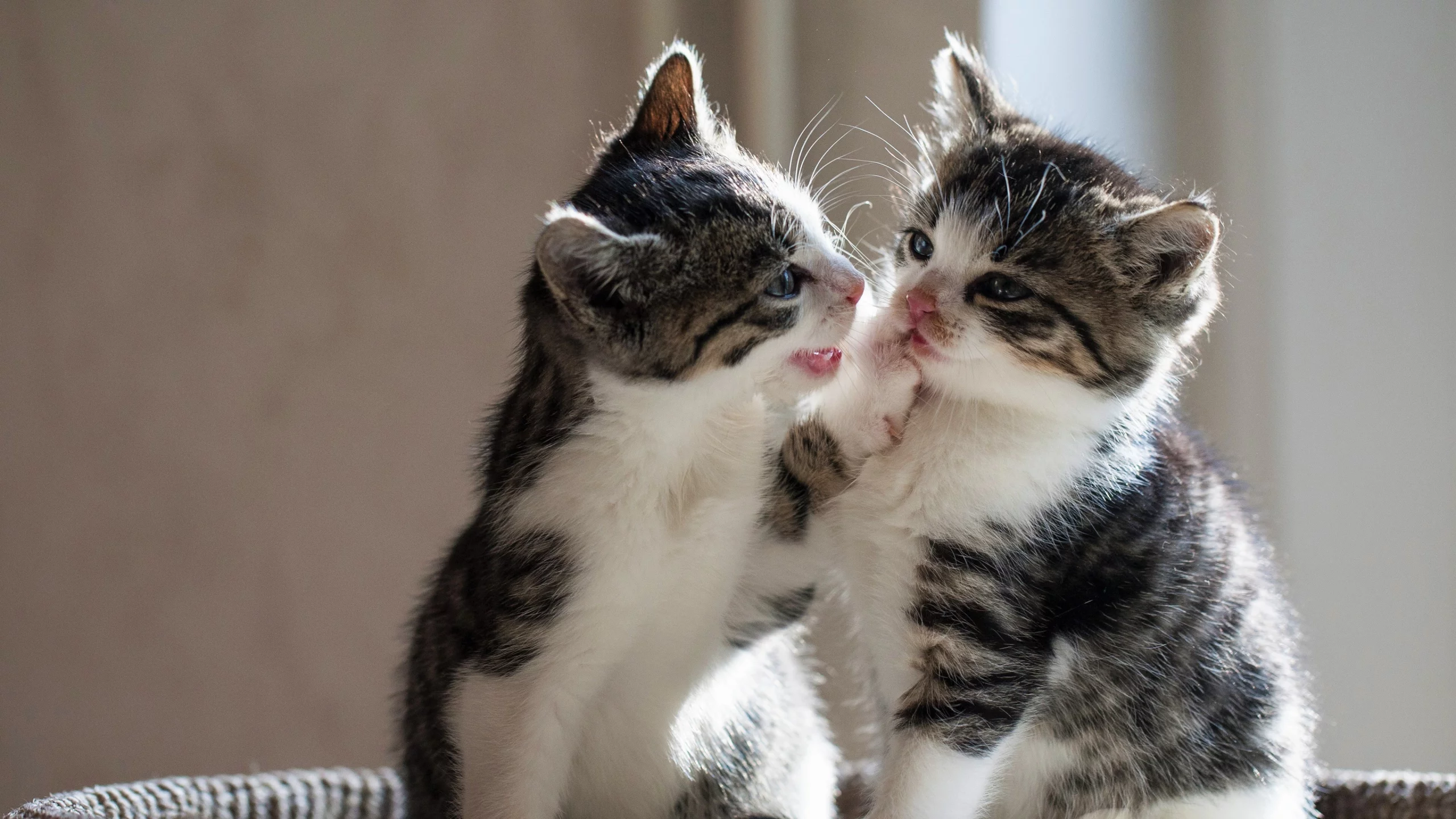 котята, играют