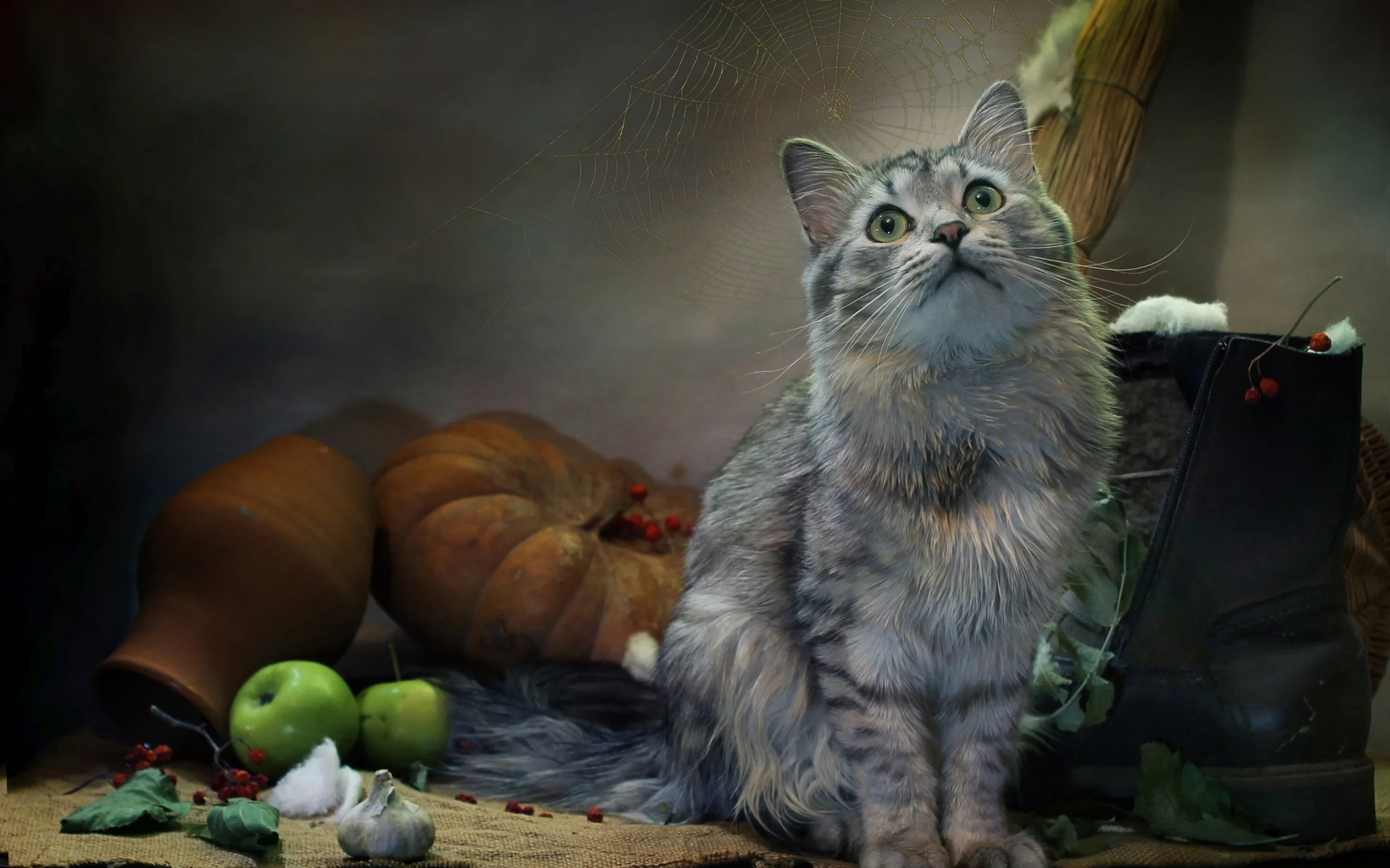 кошка, животные, взгляд, яблоки