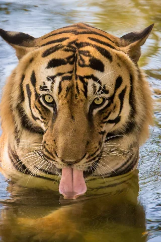 тигр, вода