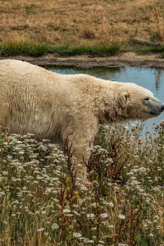 белый медведь, вода