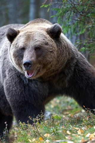 медведь, взгляд, смотрит