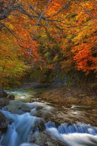 лес, деревья, вода