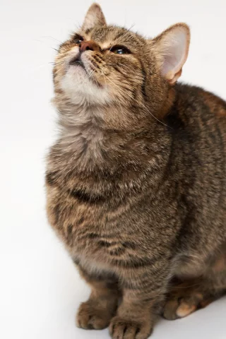 кошка, взгляд, животное