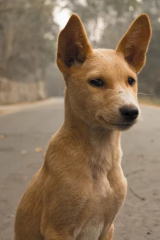 собака, взгляд