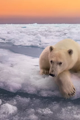 белый медведь, вода, арктика
