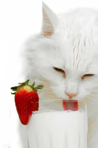 кошка, пьёт молоко