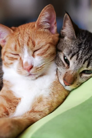 коты, спят